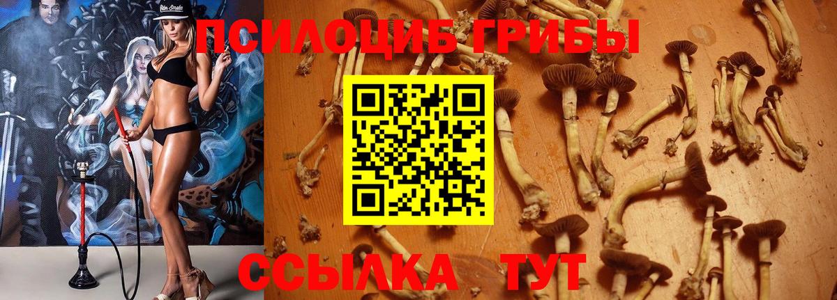Псилоцибиновые грибы Psilocybe Нижнеудинск